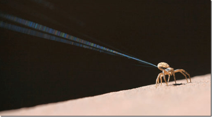 ballooning-spiders_thumb